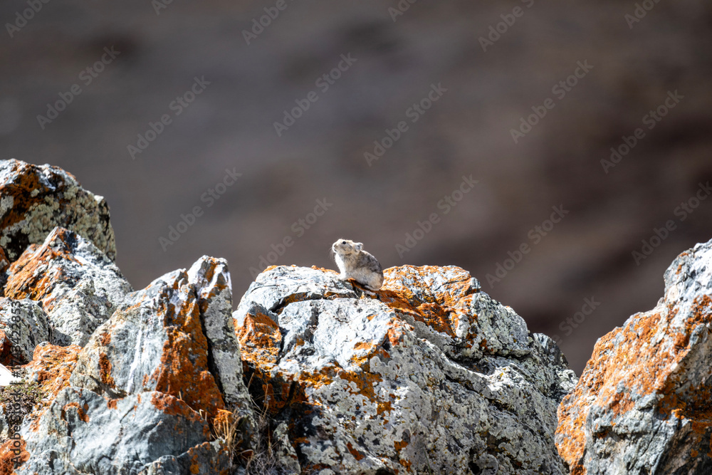 Fototapeta premium A steppe pika in its natural habitat in the Altai steppes on an autumn day