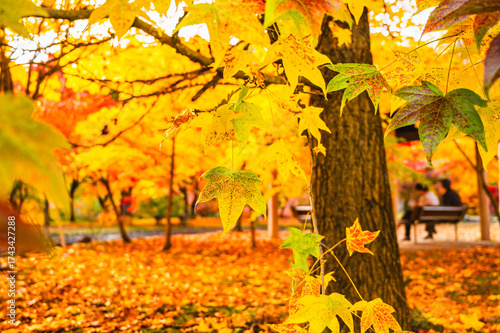 晩秋の早出公園　岡谷市