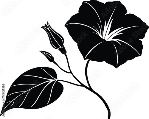 Vector art of black silhouette of a morning glory flower with buds and a leaf