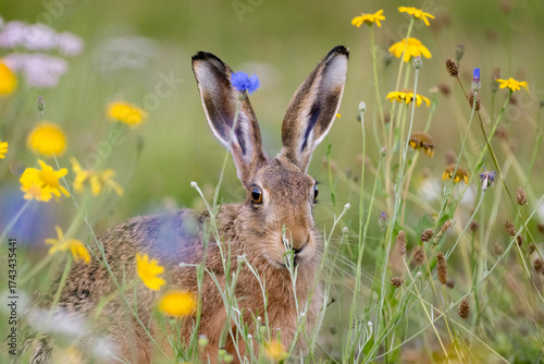 Brown hare, Lepus europaeus, on the grass in the uk in the summer