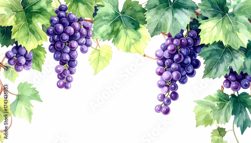 Wallpaper Mural Luscious watercolor grapes with vibrant leaves create a fresh, organic, and natural feel design Torontodigital.ca