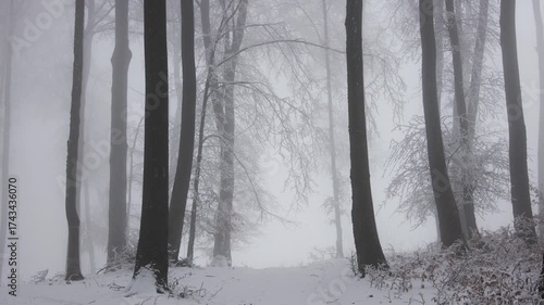 Calm romantic winter day in the forest. Fairytale Christmas foggy forest covered in snow