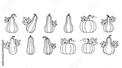 Hand drawn line art autumn gourds and pumpkins collection for fall harvest decorations vector