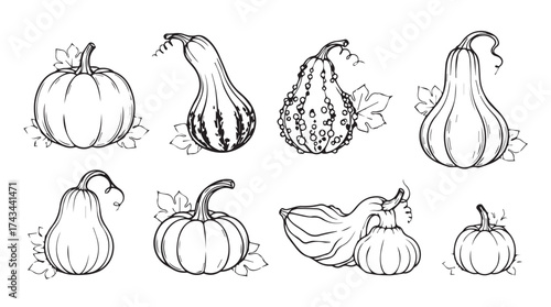 Collection of diverse autumn gourds and pumpkins hand drawn sketch style for harvest decoration vector