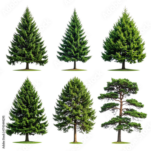 Six isolated evergreen trees, varied shapes and sizes, with green foliage, on a black background