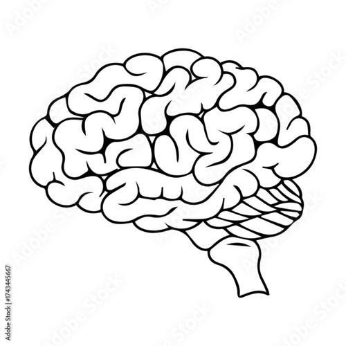 Human Brain Outline