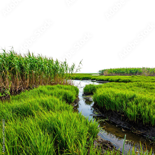 Lush green marsh with winding stream, tall reeds, and a hint of blue sky