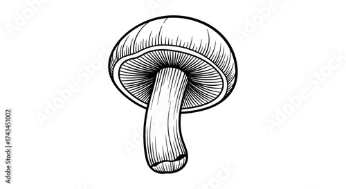 Mushroom illustration with detailed line work, isolated on white background