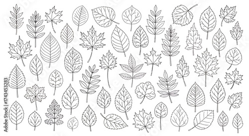 Detailed Black and White Outlined Collection of Various Leaf Illustrations.