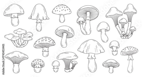 Detailed Pen and Ink Illustration of Various Mushroom Species in Different Poses.