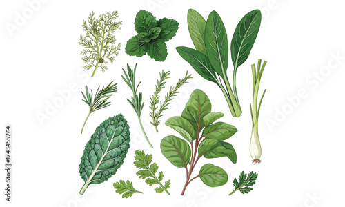 Fresh Green Herbs Illustration Collection – Basil, Parsley, Rosemary, and Aromatic Leaves