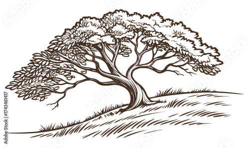 vector illustration of a tree