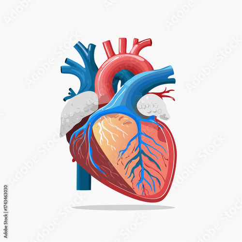 Heart human anatomical