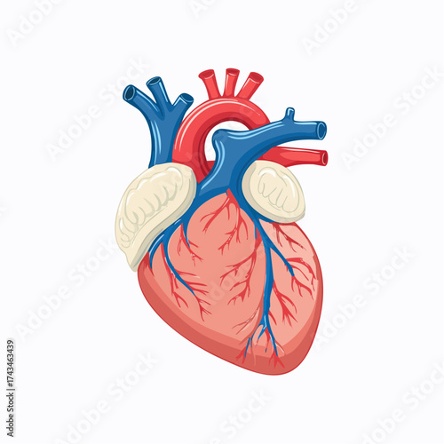 human heart 
