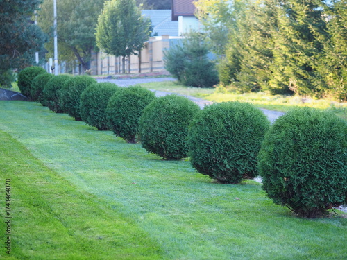 boxwood bushes in wooden pots on a garden terrace