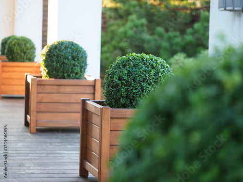 boxwood bushes in wooden pots on a garden terrace