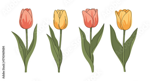 A collection of four colorful blooming tulips in spring.