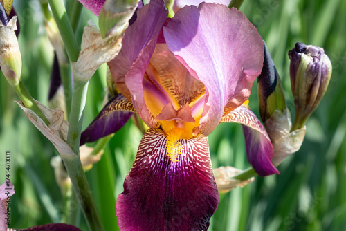 Tableau sur toile Iris in a garden, spring flower, iridaceae