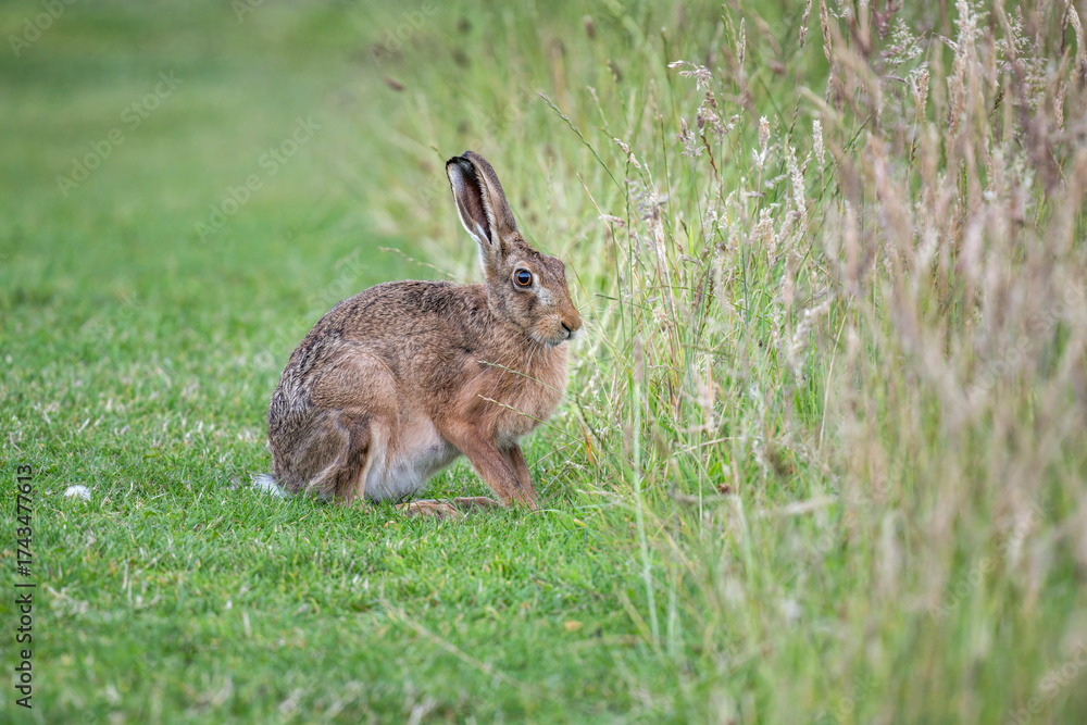 Fototapeta premium Brown hare, Lepus europaeus, on the grass in the uk in the summer