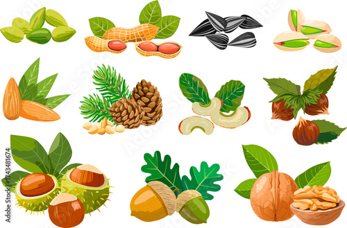 Collection of seeds and nuts.Large vector set of seeds, nuts and acorns on transparent background.