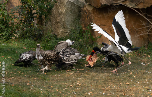 A saddle-billed stork or saddlebill (Ephippiorhynchus senegalensis) fights with a flock of griffon vultures for scraps of meat.