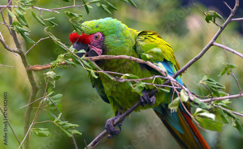 Military macaw (Ara militaris) sitting in dense greenery. Large green parrot on fresh branches.