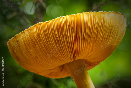 Close-up of forest mushrooms in autumn in the Taunus