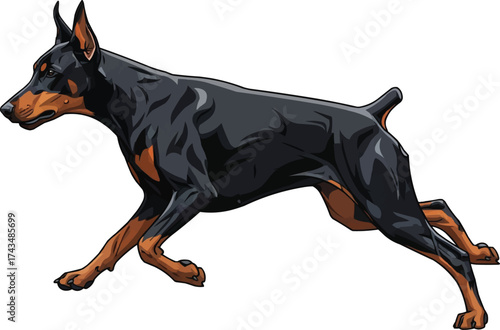 Dobermann dog running athletic side view vector illustration