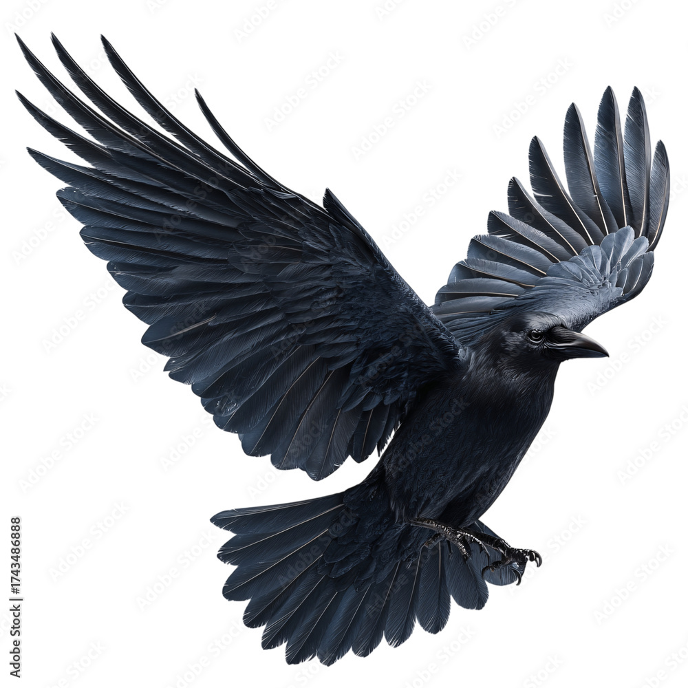 Naklejka premium Raven in flight isolated on transparent background