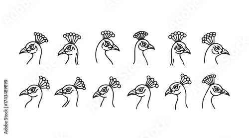 Collection of stylized line drawings depicting various peacock head profiles and gestures vector