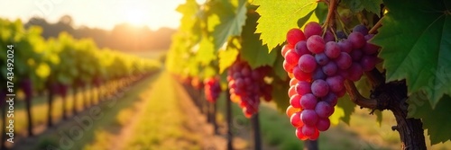 Sun-Ripened Grapes Hanging Heavy on the Vine Golden Hour Harvest at a Picturesque Winery