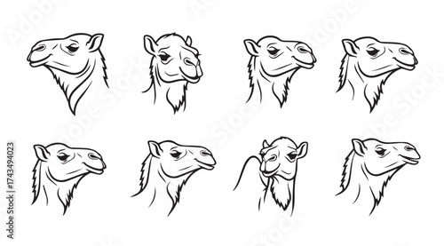 Collection of eight hand-drawn camel head sketches in profile showing different expressions and angles vector
