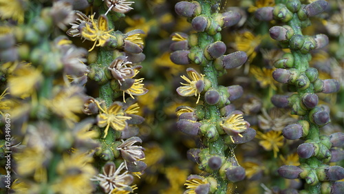 Close up view of the flowers of the Caryota mitis (Clustering Fishtail Palm) plant.