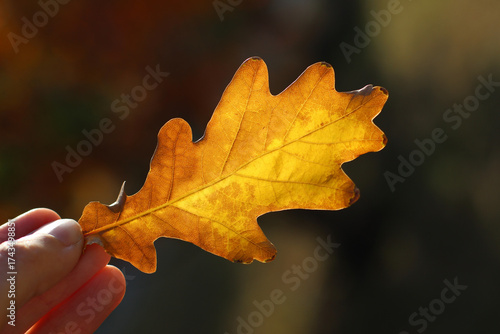 Woman's fingers hold a bright yellow and brown oak leaf on a natural blurred background