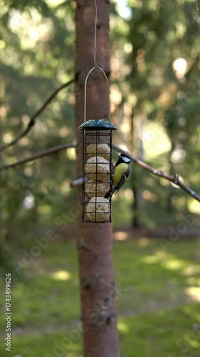 Bird Feeding on Suet Balls in a Beautiful Natural Setting Surrounded by Scenic Nature