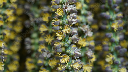 Close up view of the flowers of the Caryota mitis (Clustering Fishtail Palm) plant.