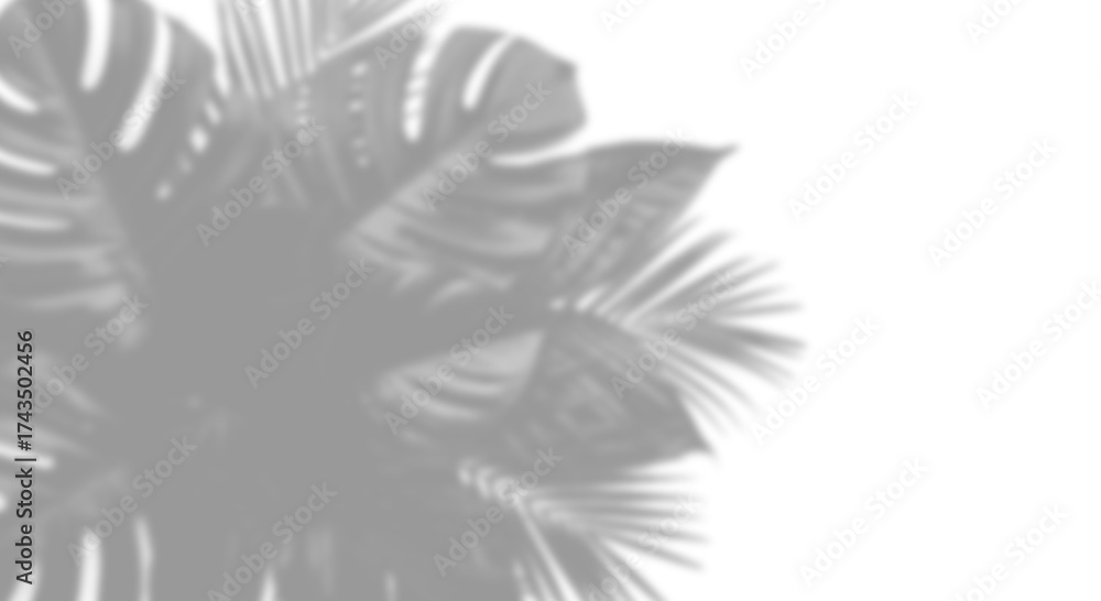 Obraz premium Shadow of tropical monstera leaves isolated on transparent background creates a natural, calming effect, perfect for adding a touch of nature to designs