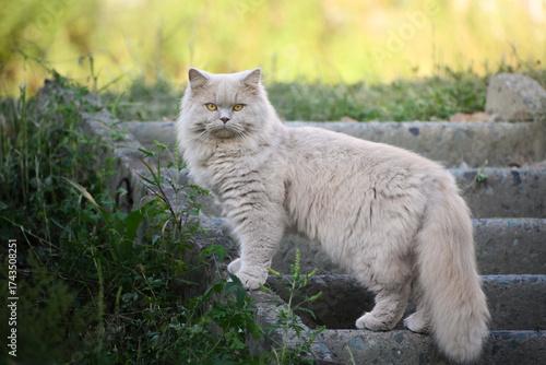 Fluffy White Cat on Garden Steps in Nature.