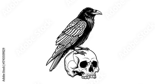 Raven Perched Atop a Skull - A Symbol of Mortality and Mystery.