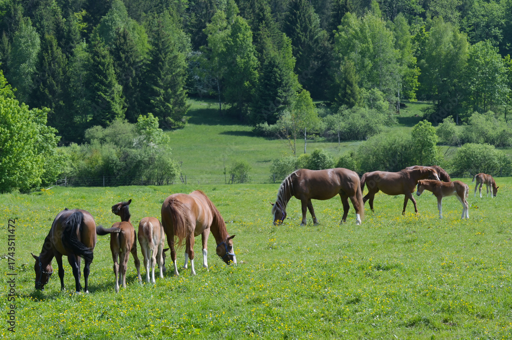 Obraz premium Pferde, Stuten, Fohlen, Schwaiganger