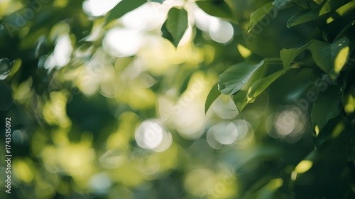 Soft focus dappled sunlight filtering through lush green leaves creating a serene and peaceful natural bokeh background