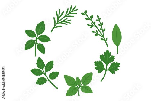Various fresh green cooking herbs and spices arranged in a round decorative border