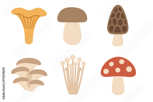 Assortment of wild forest and cultivated edible mushrooms with one poisonous toadstool