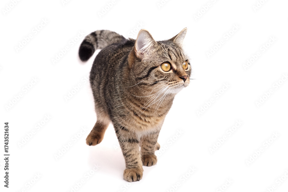 Obraz premium Domestic tabby cat with striking golden eyes walking gracefully on a white background, showcasing its playful demeanor and curious nature in a vibrant and lively setting