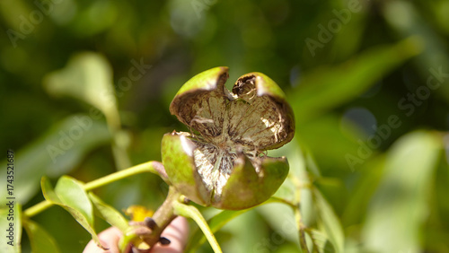 Walnut pericarp showcasing intricate textures and natural colors, surrounded by lush green foliage, highlighting the beauty of organic growth and nature's design