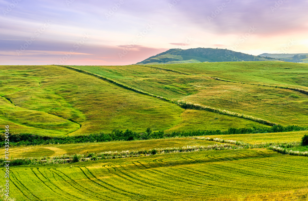 Fototapeta premium picturesque sunset or sunrise in nice green and yellow shiny field with beautiful golden rows of wheat among highland hills and bright colorful evening sky with clouds on background