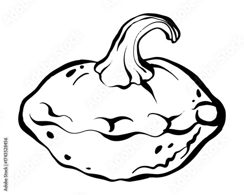 Black ink vector drawing of pumpkin. Outline sketch for seasonal thanksgiving, Halloween, autumn vegetable and food design.