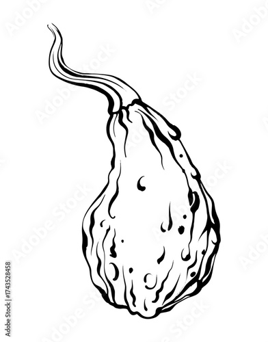 Vector linear outline illustration of pumpkin. Hand drawn etching sketch for thanksgiving, Halloween, autumn harvest design element.