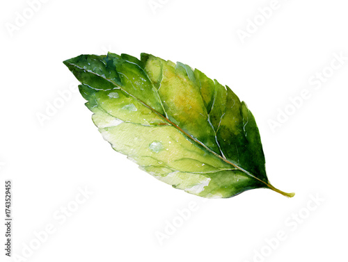 watercolor leaf minimal decorative illustration