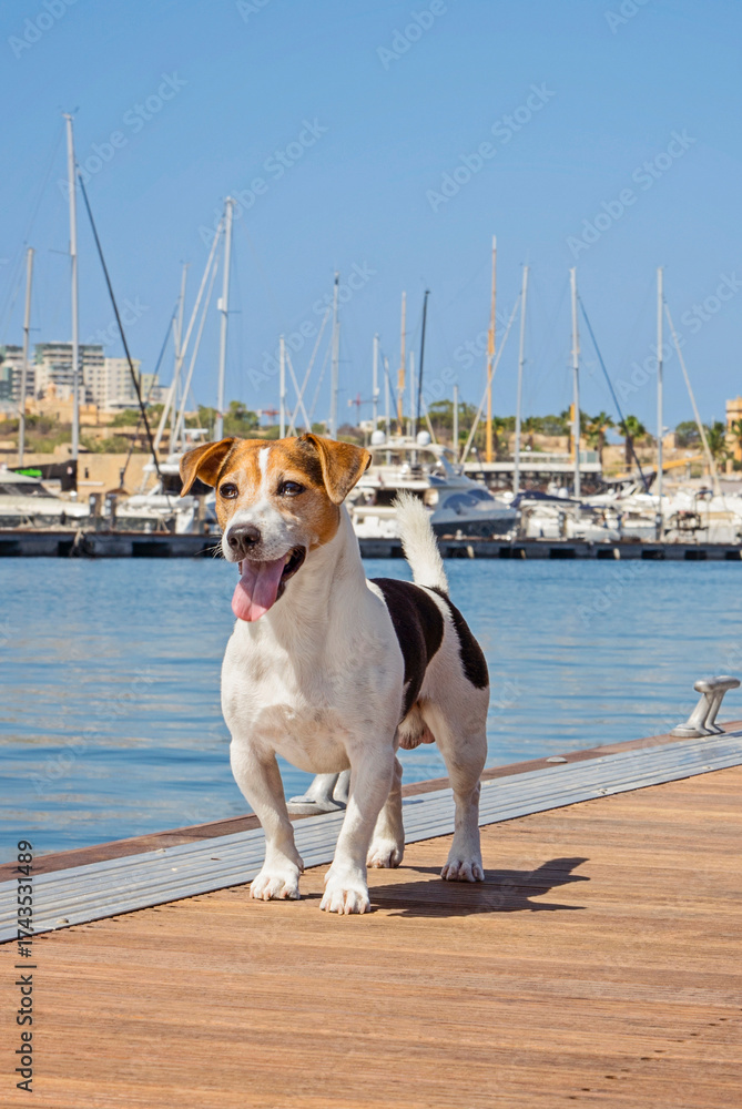 custom made wallpaper toronto digitalSmall Jack Russell standing on wooden pier at marina, boats and masts behind, tongue out, sunny blue water, cheerful travel vibe